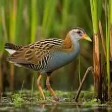 Colombian Crake, Female
