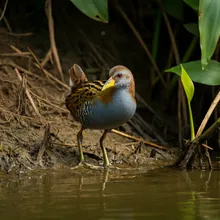 Colombian Crake, Young