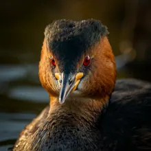 Colombian Grebe, Close up