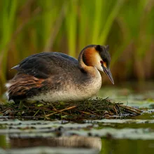 Colombian Grebe, Female
