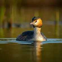 Colombian Grebe, Male