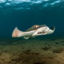 Common Cownose Ray, Female
