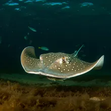 Common Cownose Ray, Male