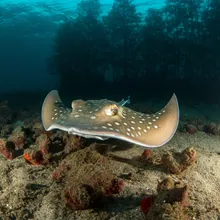 Common Cownose Ray, Young