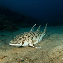 Common Guitarfish, Female