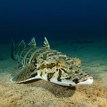 Common Guitarfish, Male