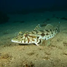 Common Guitarfish, Young