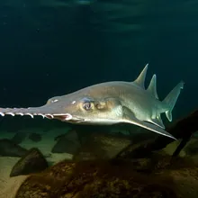 Critically Endangered Sawfish, Female
