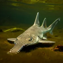 Critically Endangered Sawfish, Young