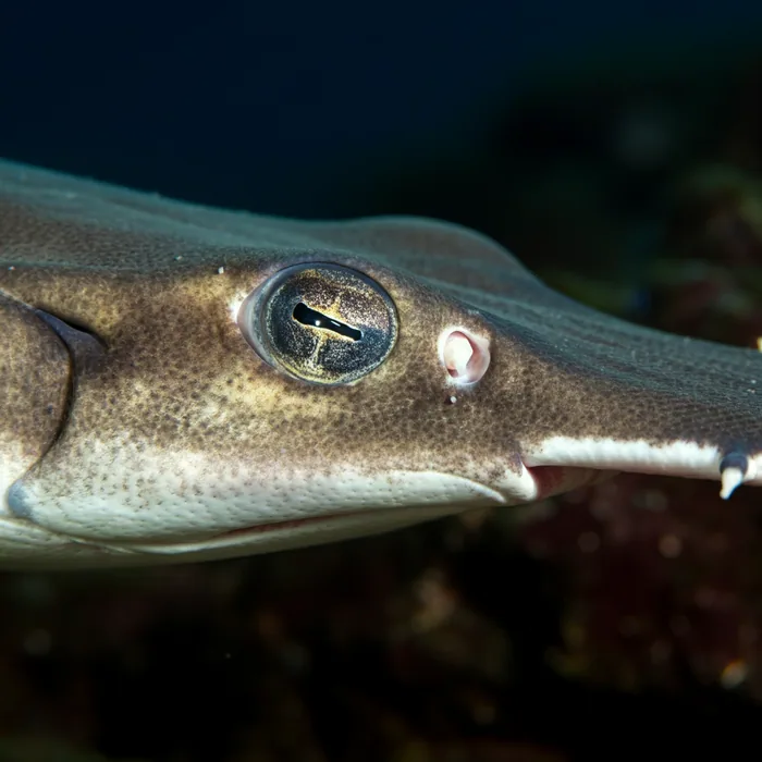 Critically Endangered Sawfish