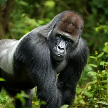Cross River Gorilla, Female