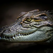 Cuban Crocodile, Close up