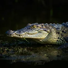 Cuban Crocodile, Female