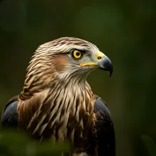Cuban Kite, Male