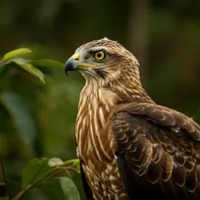 Cuban Kite, Young
