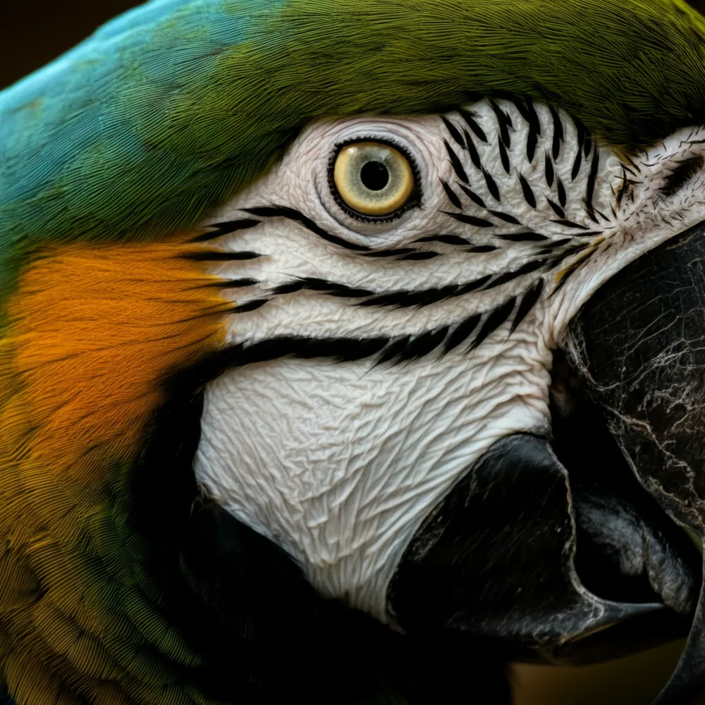 Cuban Macaw