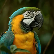 Cuban Macaw, Female