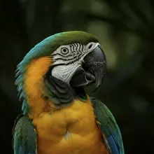 Cuban Macaw, Male
