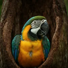Cuban Macaw, Young