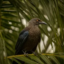 Cuban Palm Crow, Female