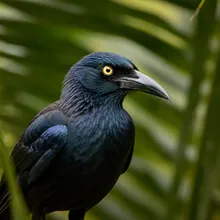 Cuban Palm Crow, Male