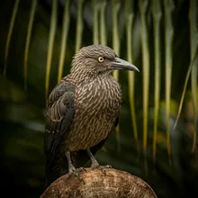 Cuban Palm Crow, Young