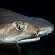 Cuban Shyshark, Close up