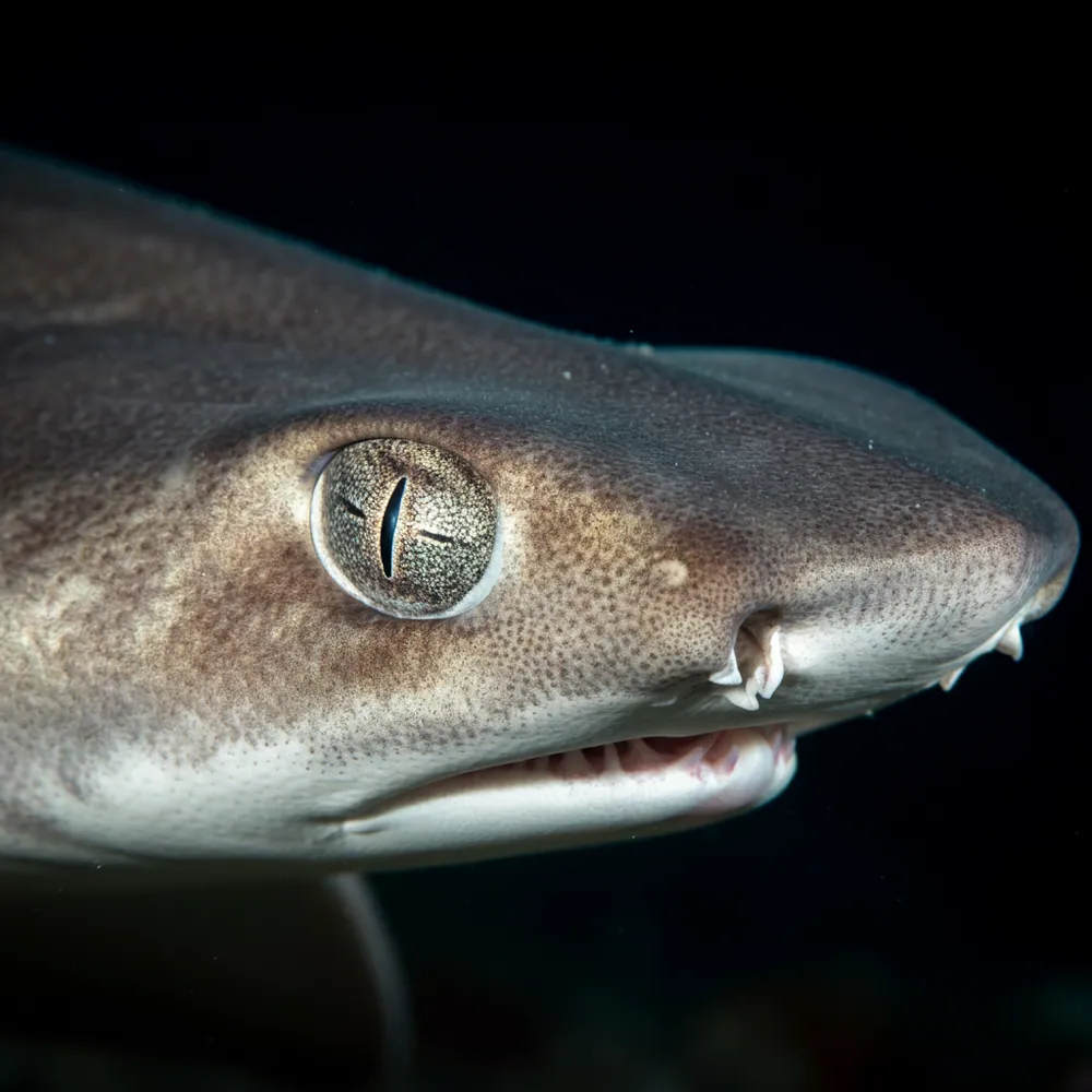 Cuban Shyshark