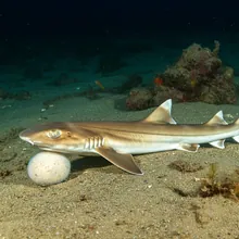 Cuban Shyshark, Young