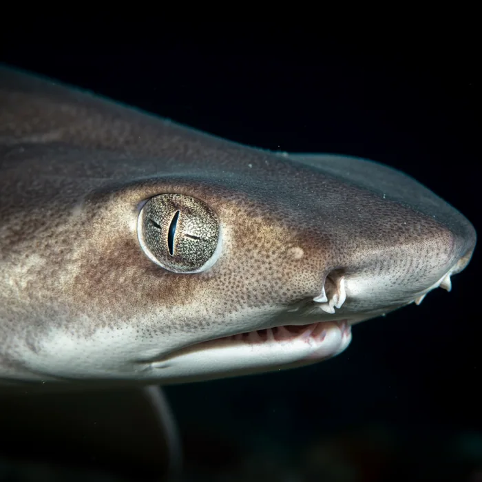 Cuban Shyshark