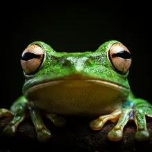 Cuban Treefrog, Close up