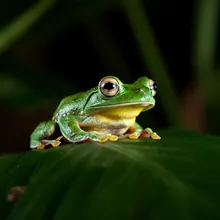 Cuban Treefrog, Male