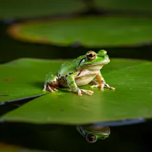 Cuban Treefrog, Young