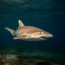 Daggernose Shark, Female