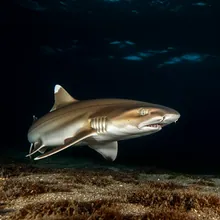 Daggernose Shark, Young