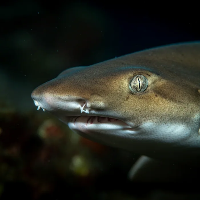Daggernose Shark