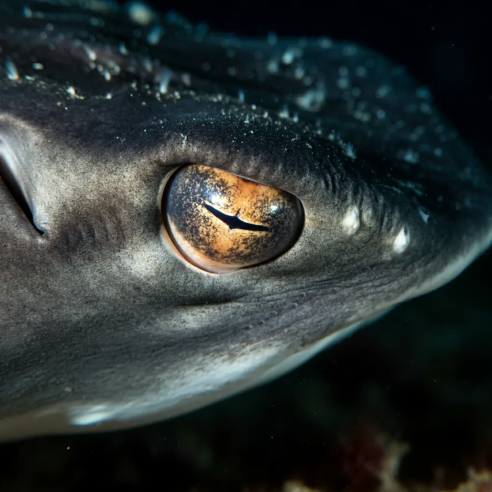 Devil Ray