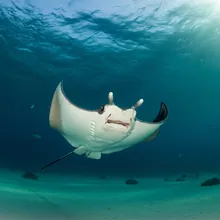 Devil Ray, Female