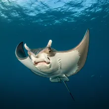 Devil Ray, Male