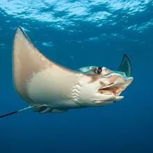 Devil Ray, Young