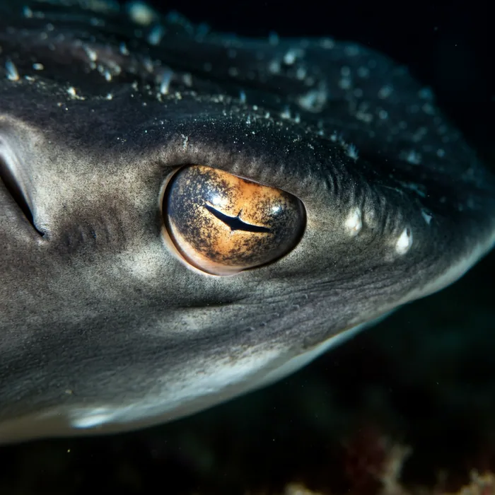 Devil Ray