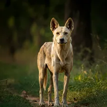 Dhole (asiatic Wild Dog), Female