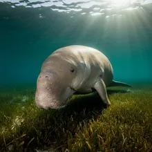 Dugong, Female