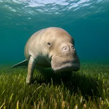 Dugong, Male
