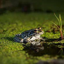 Dusky Gopher Frog, Female