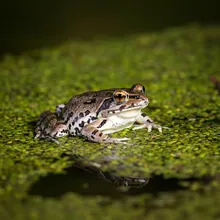 Dusky Gopher Frog, Male