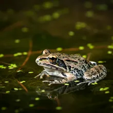 Dusky Gopher Frog, Young