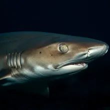 Dusky Shark, Close up