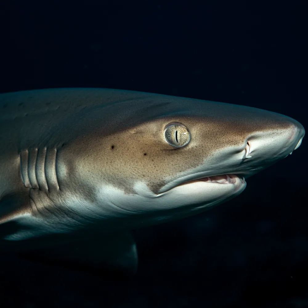 Dusky Shark
