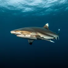 Dusky Shark, Female